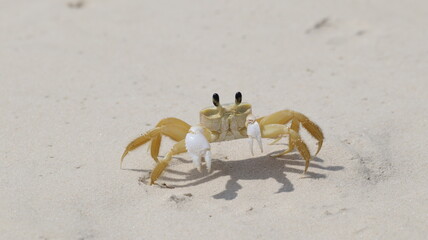 Young crab walking along the beach sand in Florianópolis