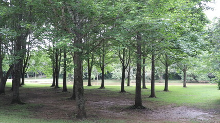 Park Tingui path, Curitiba, Paraná