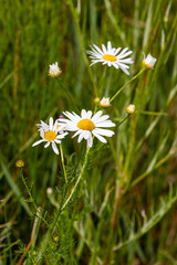 Field plants on a sunny June day. Landscape in the countryside.