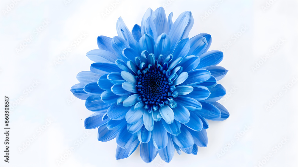 Aufkleber blue chrysanthemum flower on a white isolated background with clipping path for design closeup natur