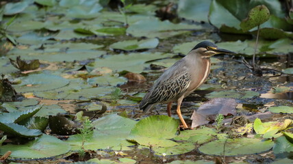 A Striated Heron patiently hunts amongst the lily pads, Jaragua do Sul, Santa Catarina Brazil.