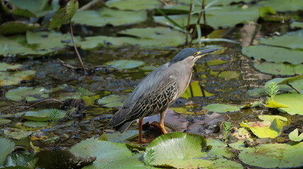 Enjoying the tranquility of the park's wetlands.
