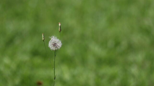 Dandelion in the grass, Cambara do sul, Rio grande do sul, Brazil