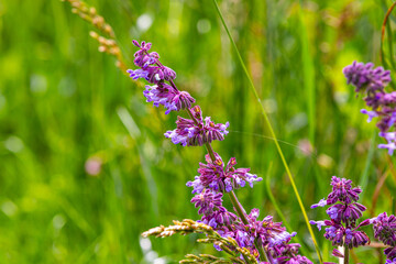 Field plants on a sunny June day. Landscape in the countryside.