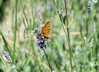 butterfly on a flower in the garden
