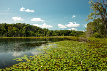 White Water Lilies Grow The