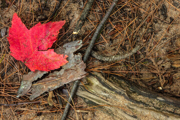 The recently fallen mountain maple leaf already displaying its fall colors in mid-August on the ground within Dave's Falls County Parik, Amberg, Wisconsin