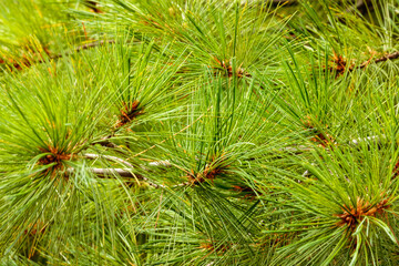 Close-up of white pine branches with slight movement from the wind in mid-September within Kohler-Andrae State Park, Sheboygan, Wisconsin