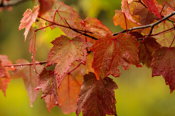 Maple leaves in early September, already changing colors of fall with their red tinge, and added a...