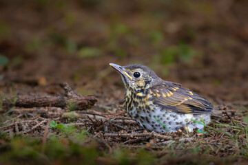 Baby Song thrush