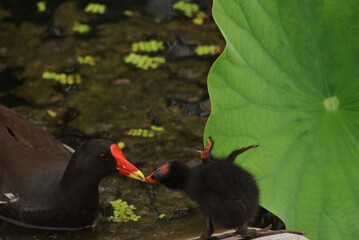 雛に給餌するバン