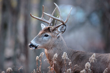Buck, during the November rut, watching the activity in the nearby field in Wisconsin
