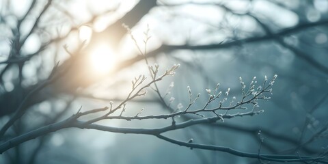 Enhancing the Serenity of a Spiritual Meditation Scene with Illuminated Tree Branches. Concept Spiritual Meditation, Illuminated Tree Branches, Serenity, Tranquility, Nature Therapy