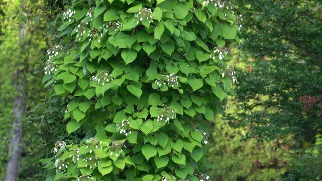 Japanese hydrangea vine (schizophragma hydrangeoides) Tilt up shot 