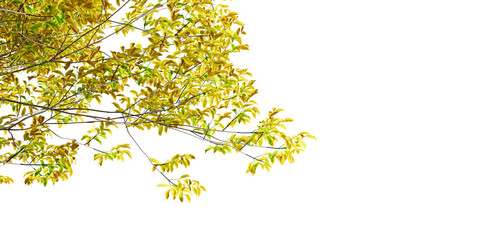 Autumn leaves on white background