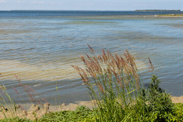 The shoreline grasses blow in the wind along the shore of Peninsula State Park, Fish Creek, Wisconsin in mid-June