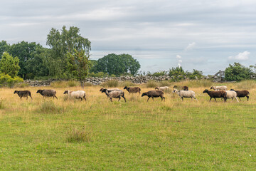 A herd of sheep running across a field in the wild nature