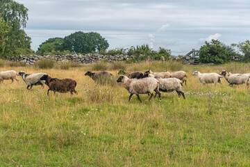 A herd of sheep running across a field in the wild nature