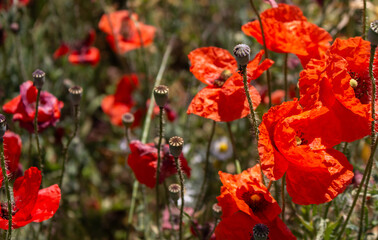 Poppy flower and poppy seed, close up. Poppy field in the summer. Poppy flowers in the wind. Wild nature in details. Summertime landscape. Rural landscape. Beautiful countryside. Green grass and wild 