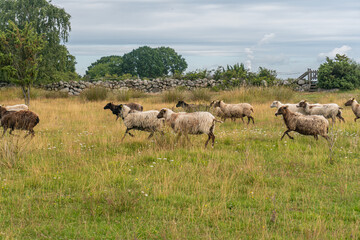 A herd of sheep running across a field in the wild nature