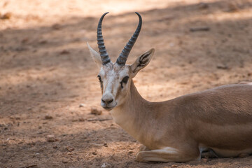 Charming dorcas gazelle lies on the ground.