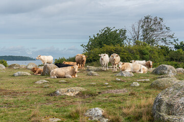 Naklejka premium Beautiful sheep with twisted horns grazing in the wild near the sea