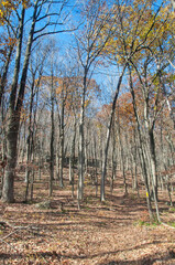 Obraz premium tarrywile state park autumn danbury Connecticut