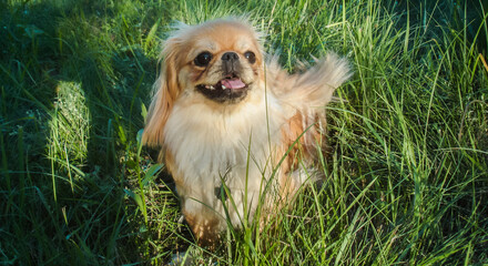 Little Beautiful red light doggo Pekingese breed, amatory family photo