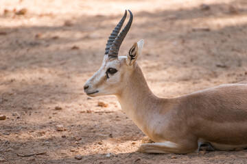 Charming dorcas gazelle lies on the ground.