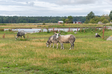Fototapeta premium Beautiful sheep with twisted horns grazing in the wild near the sea