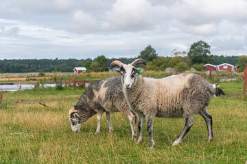 Obraz premium Beautiful sheep with twisted horns grazing in the wild near the sea