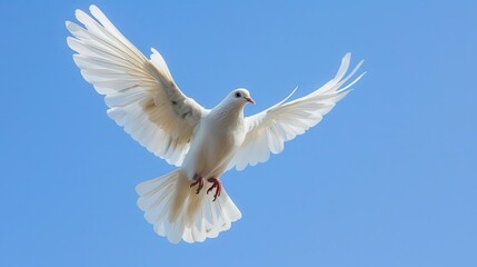 majestic white dove soaring freely against clear blue sky isolated stock photo
