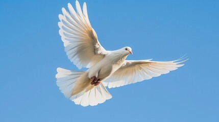 majestic white dove soaring freely against clear blue sky isolated stock photo
