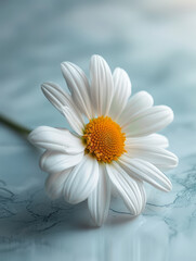 Single white daisy with yellow center on a marble surface