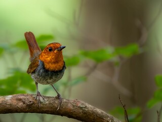 森の中で静かに枝に留まっているコマドリの雄