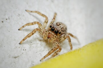 Spider is sitting on the white and yellow wall.
