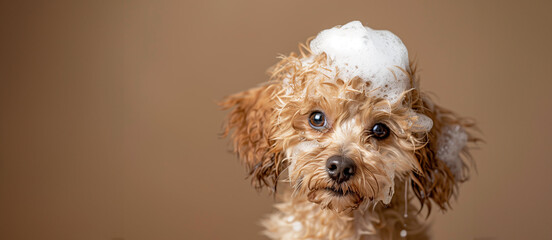happy wet broan maltipoo  dog taking bath with soap foam on his head . beige background. copy space	