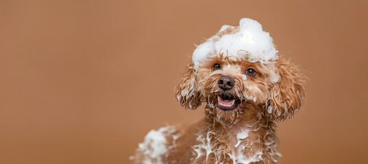 happy wet broan maltipoo  dog taking bath with soap foam on his head . beige background. copy space	