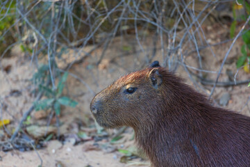 Capybara