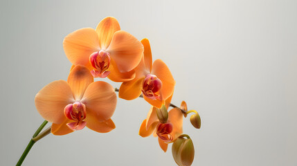 Plakat Beautiful orange orchid in pot on white background Orange orchid flowers bouquet on white table : Generative AI