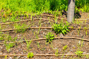 soil heating system in the park, close-up.  ground heating. protection of soil from frost
