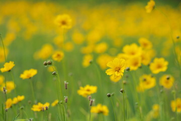 オオキンケイギク