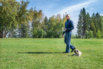 An adult man walks in the park with his pug dog on a sunny summer day, a selective focus.