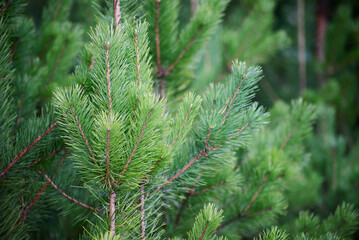 pine farm, wallpaper, close-up, selective focus