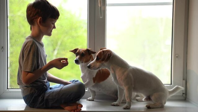 The child is playing with his dog friends at the window.