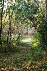 a path in the wild forest, a selective focus