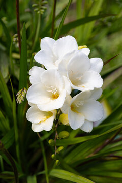 Freesia Single White flowers in natural environment