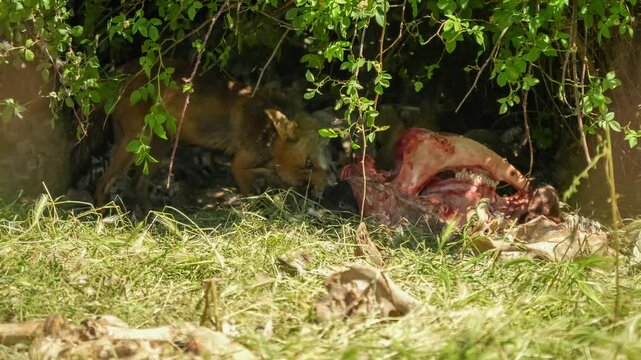 close-up of a wild Iberian Red Fox (Zorro, Vulpes Vulpes Silacea)