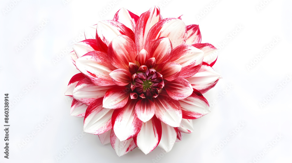 Poster top view of dahlia flower on a white background perfect for representing the theme of valentines day