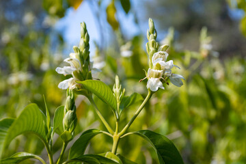 Fototapeta premium Malabar nut (Justicia adhatoda) flowers at spring